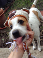 A terrier wearing a crocheted hat