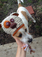 Front view view of puppy crocheted hat on a terrier