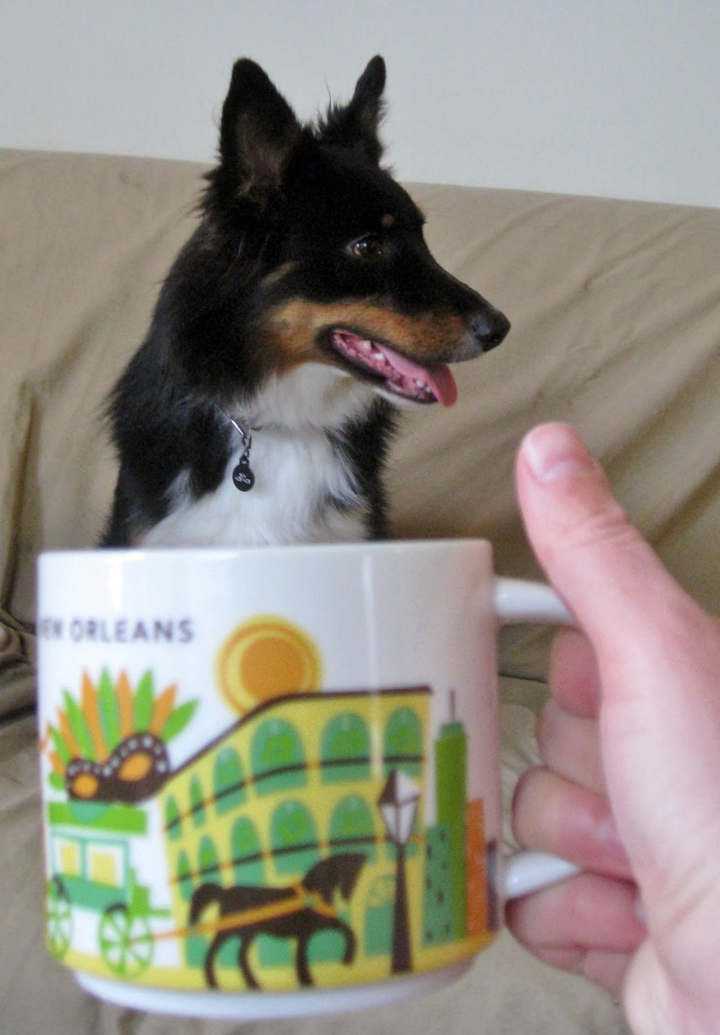 Australian Shepherd in a mug