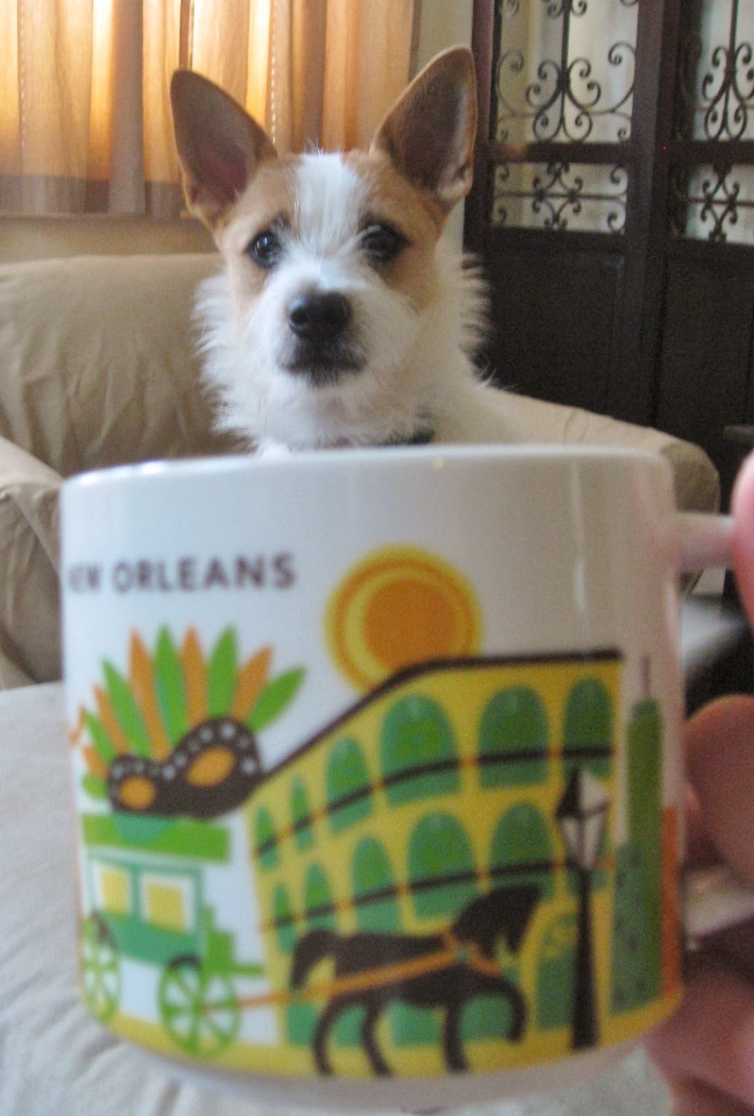 Jack Russell terrier in a mug