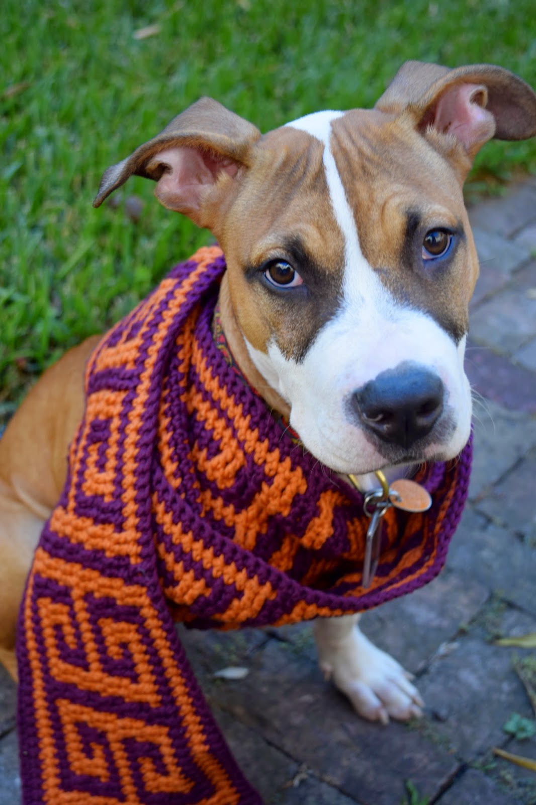 Dog wearing the square key scarf